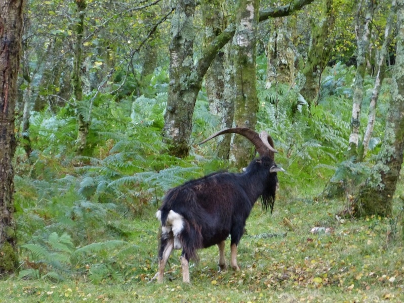 Goat Glendalough