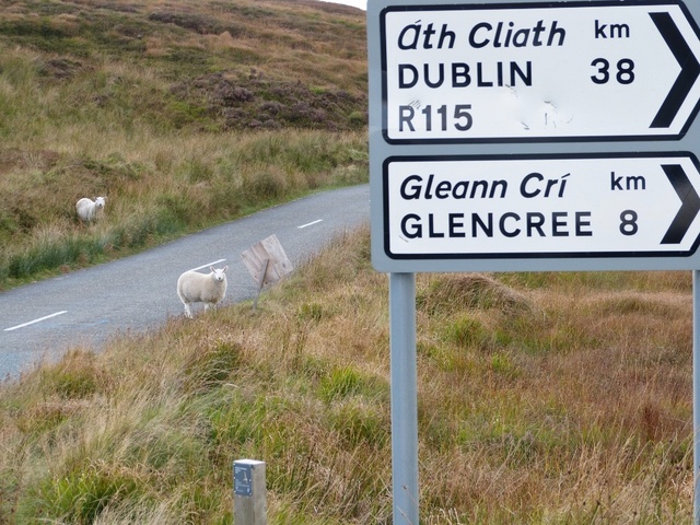 Wicklow sheep