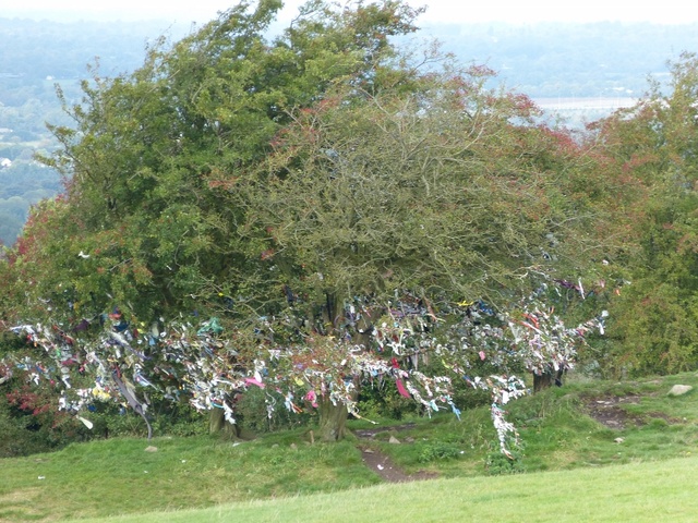 Fairy tree Hills of Tara