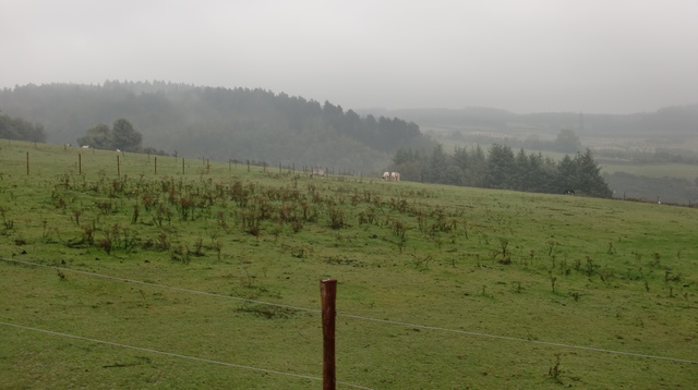 Wicklow horses