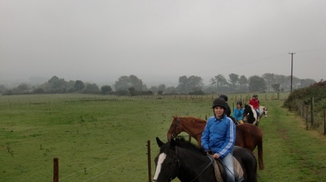 Wicklow horses