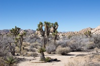 Joshua Tree National Park