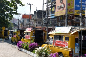 yellow songthaews in Chiang Mai