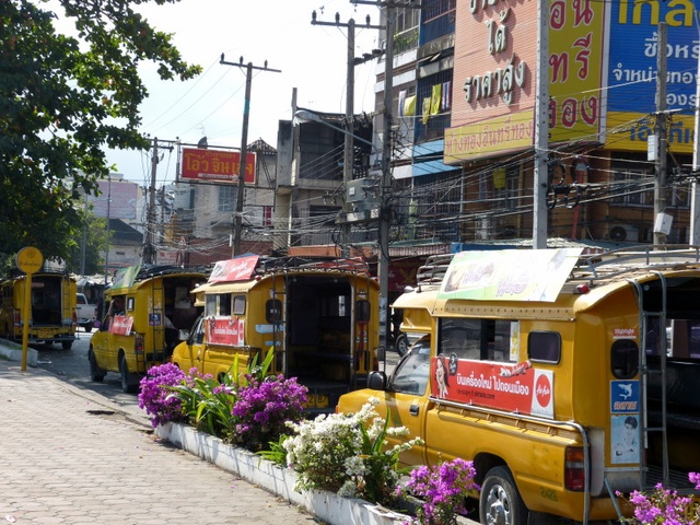 yellow songthaews in Chiang Mai