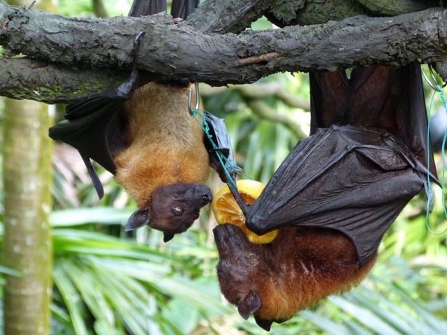 Fruit bats, Singapore Zoo