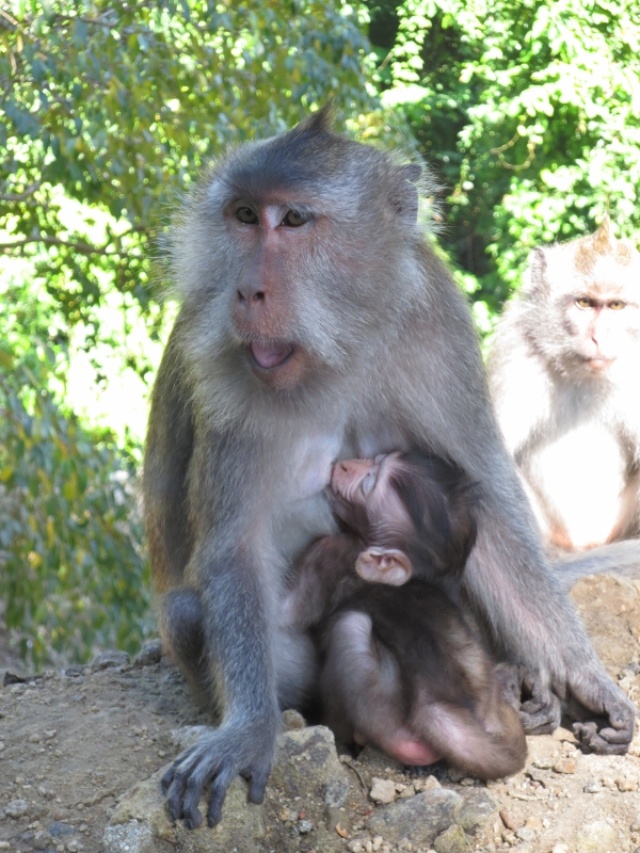 Monkeys at Lombok