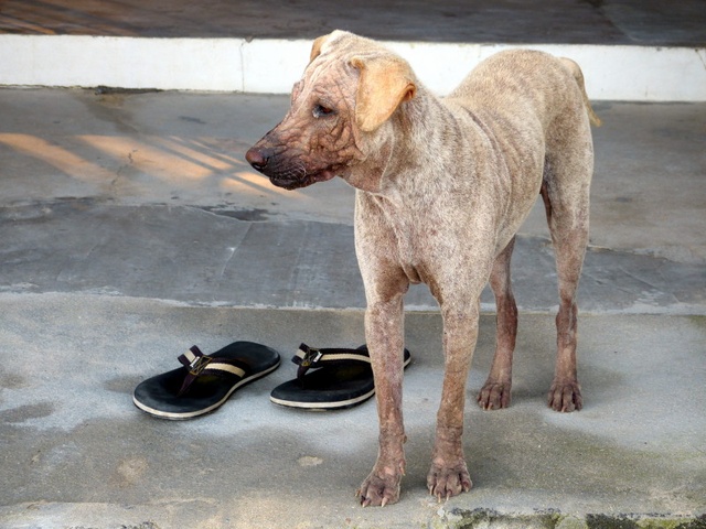 A dog and slippers.