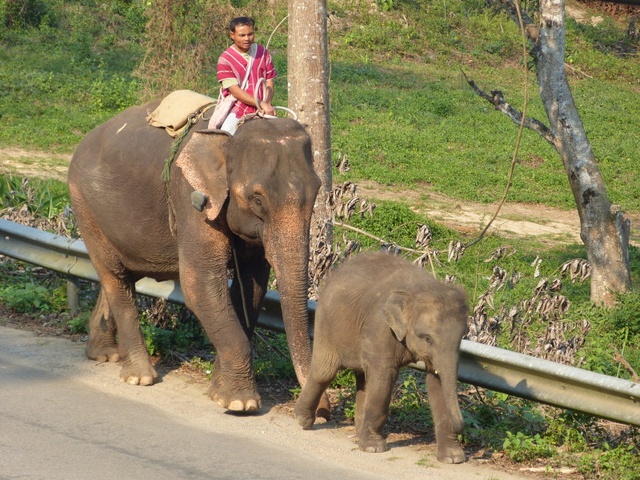 elephants