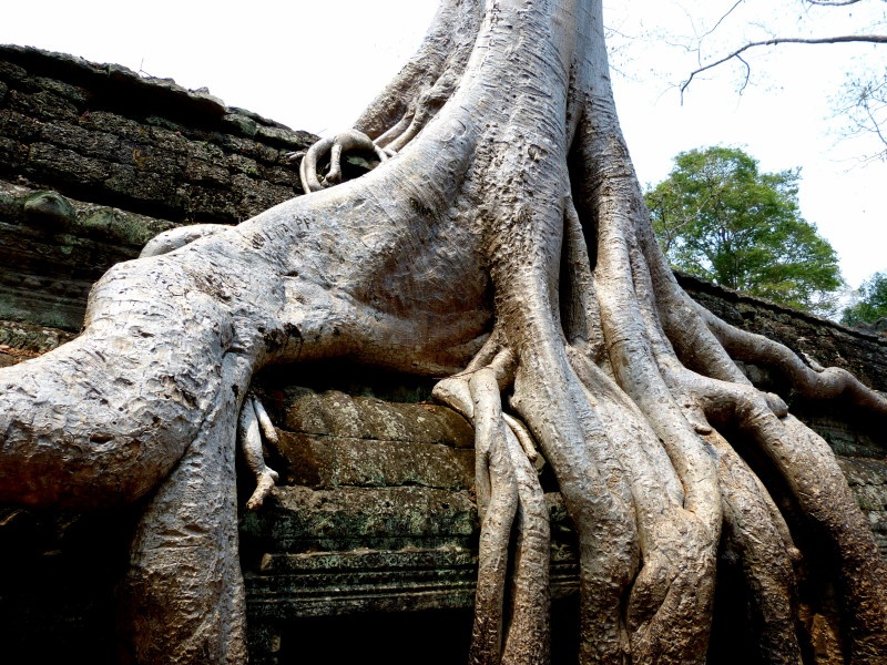Tree growing over the temple ruins