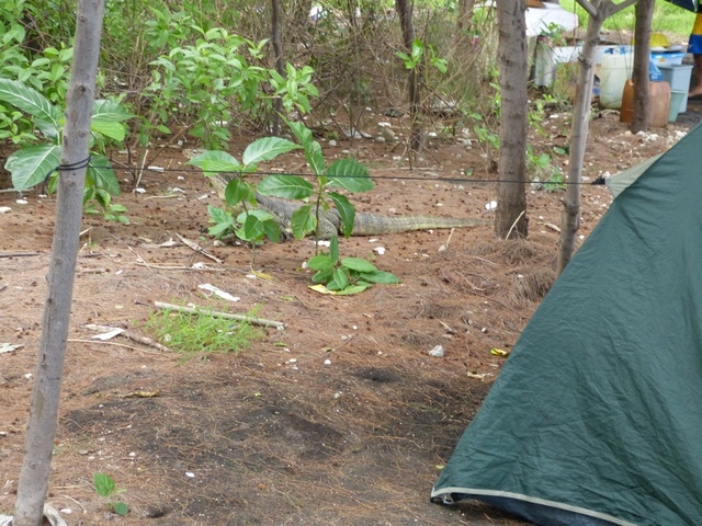 Lizard on Krakatau