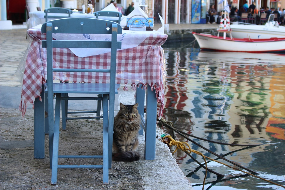 Cat under table